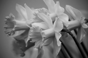 Black and White Daffies